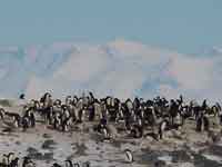 more penguins