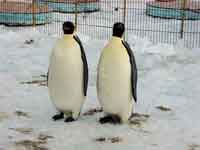 big penguins
