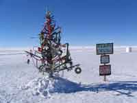 South Pole tree