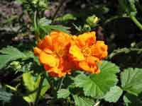 Orange flower, Botanical Gardens