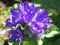 Purple flower, Botanical Gardens