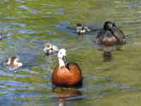 Ducks, Botanical Gardens