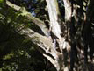 Dan climbs a tree at the Botanical Gardens