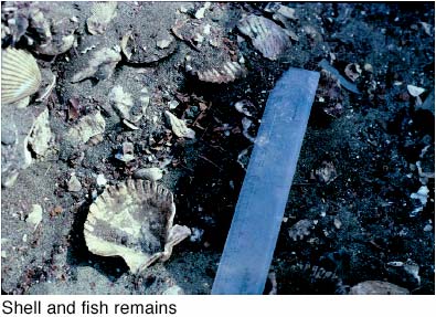 Shell and Fish Remains