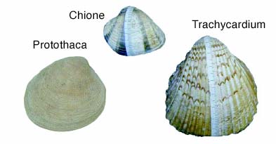 Shell Types