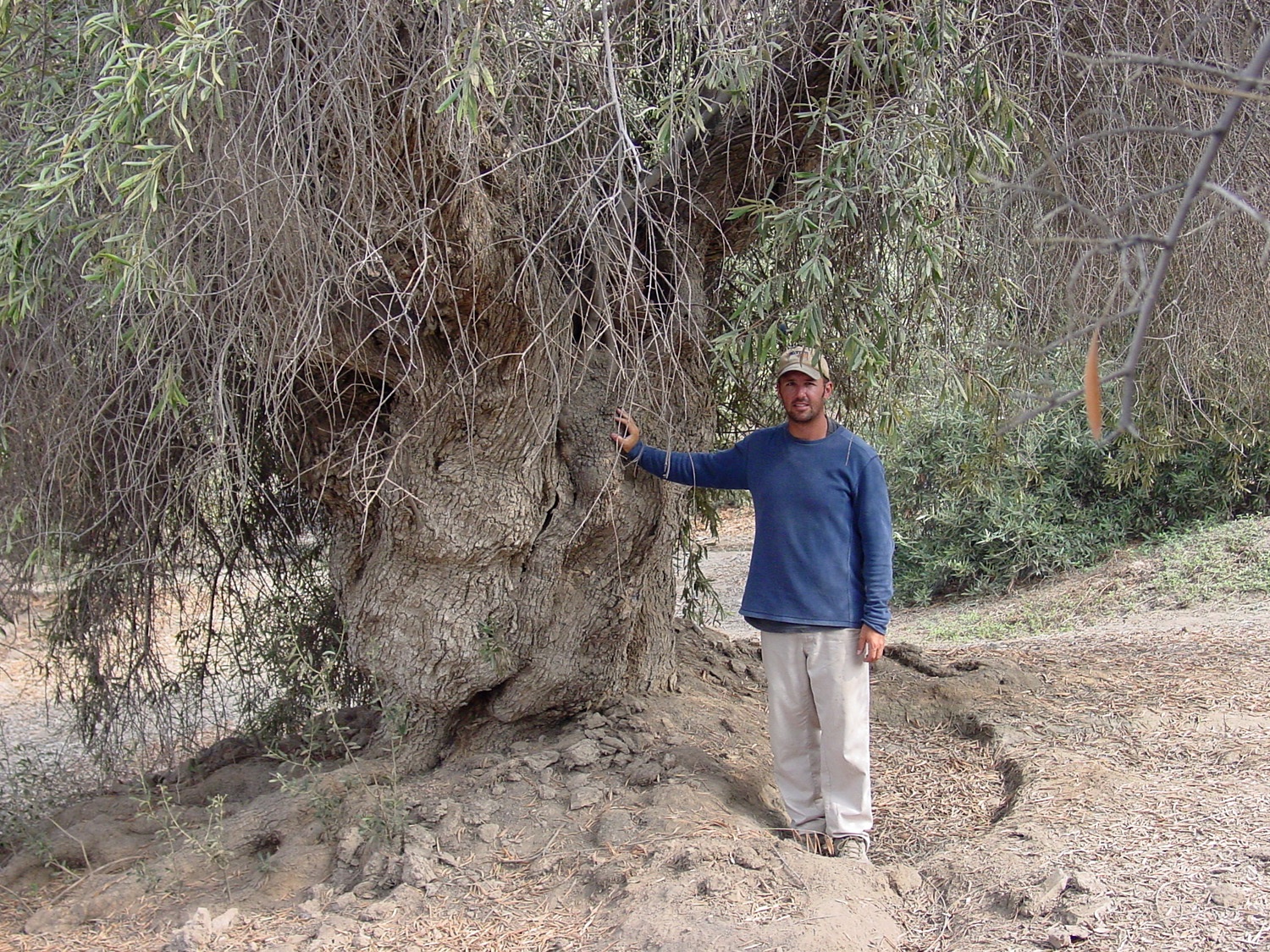 Figure 3: A centuries-old olive tree in the study area—a focus of Spanish colonial farming (A.D. 1532-1821).