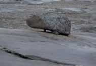 Erratic boulders and striated pavement - the glacier was here.