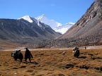Yaks and the drivers return the cores to base camp