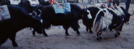 Another view of the yaks