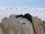 Sample from summit of Tuning Nunatak, looking east.