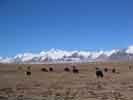 Yaks on Mt Geladandong