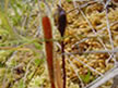 Drosera on Quagmire tarn